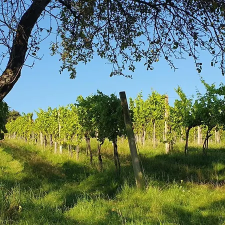 Weinhof Reichmann Bed & Breakfast *